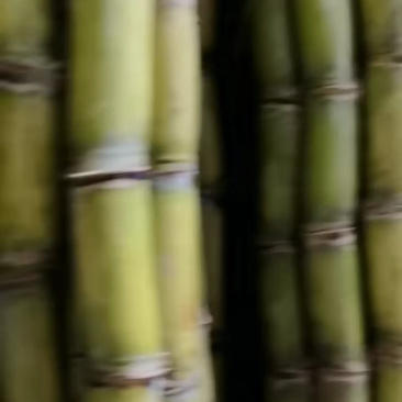精品甘蔗番禺黄皮甘蔗，黄皮甘蔗基地直发，货源充足
