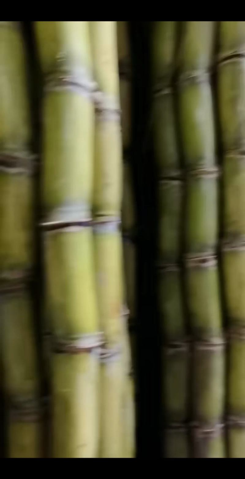 精品甘蔗番禺黄皮甘蔗，黄皮甘蔗基地直发，货源充足