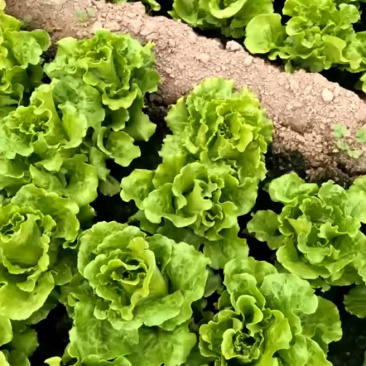 河南安阳精品意大利生菜产地直发直供一手货源