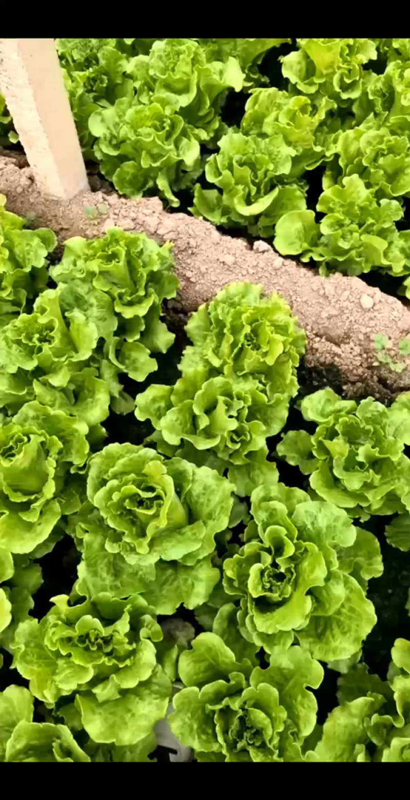 河南安阳精品意大利生菜产地直发直供一手货源