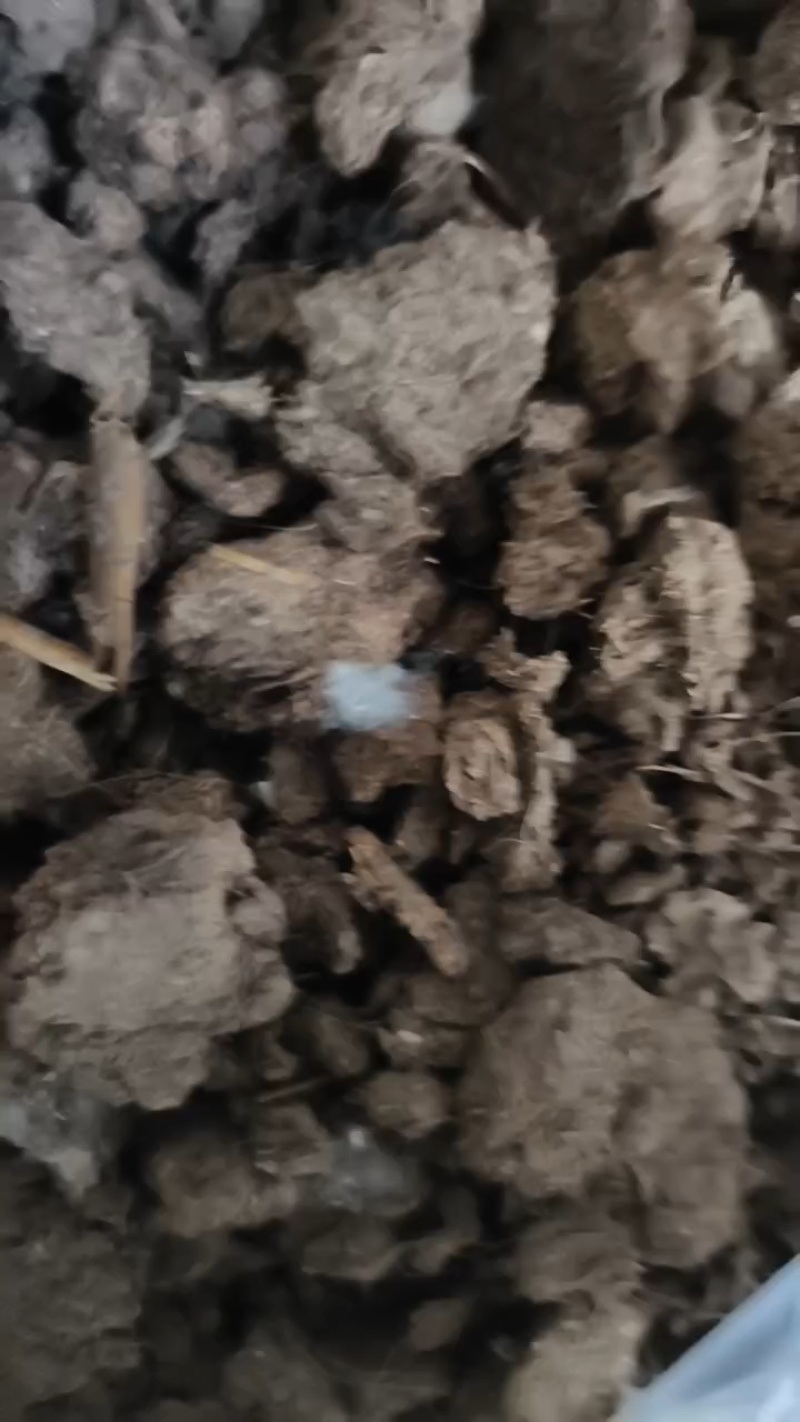 大型牛粪晾晒场，大量装车中。