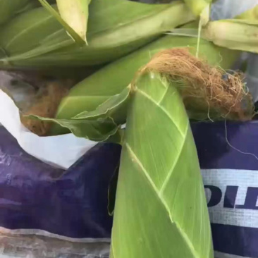 鲜玉米大量上市