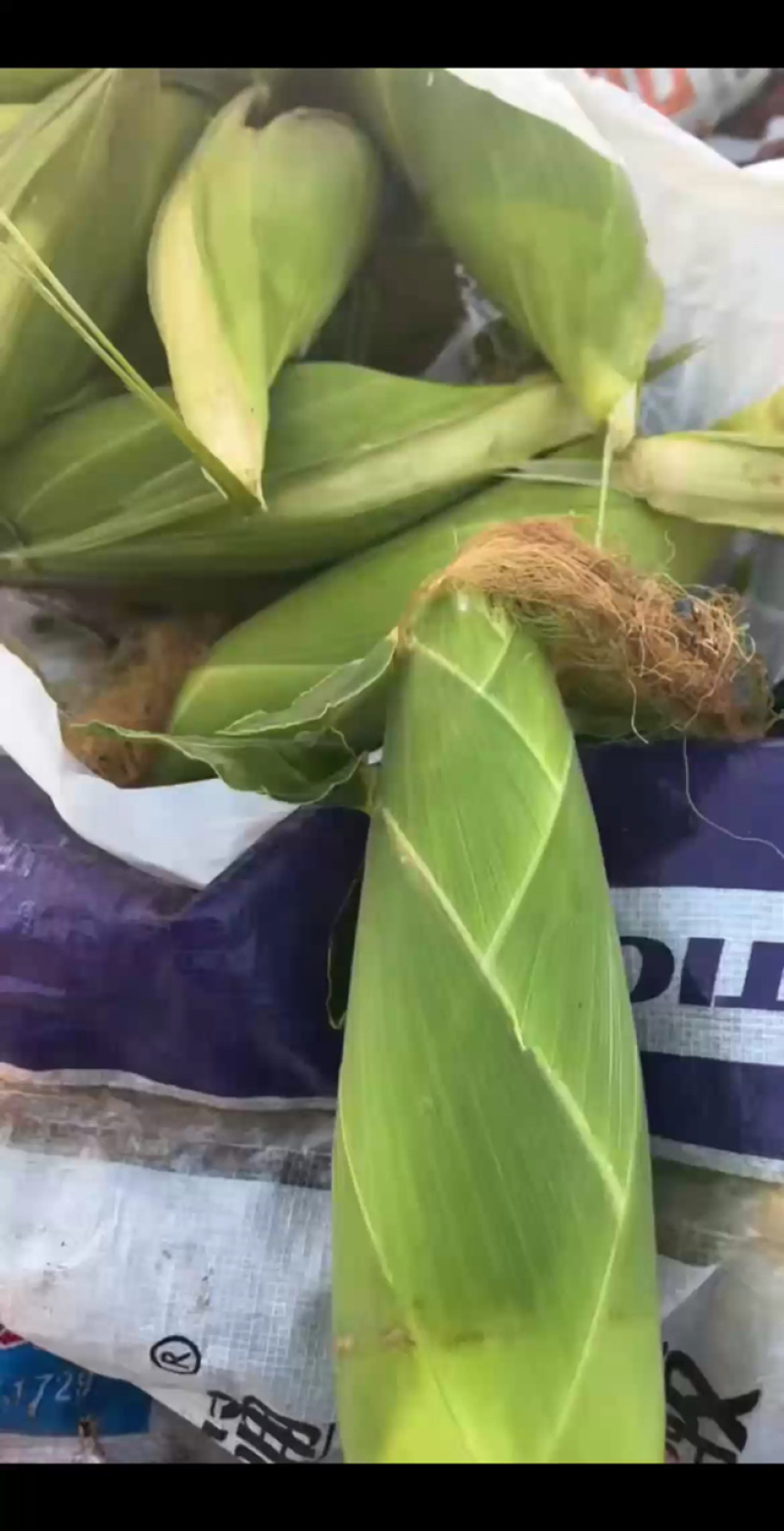 鲜玉米大量上市