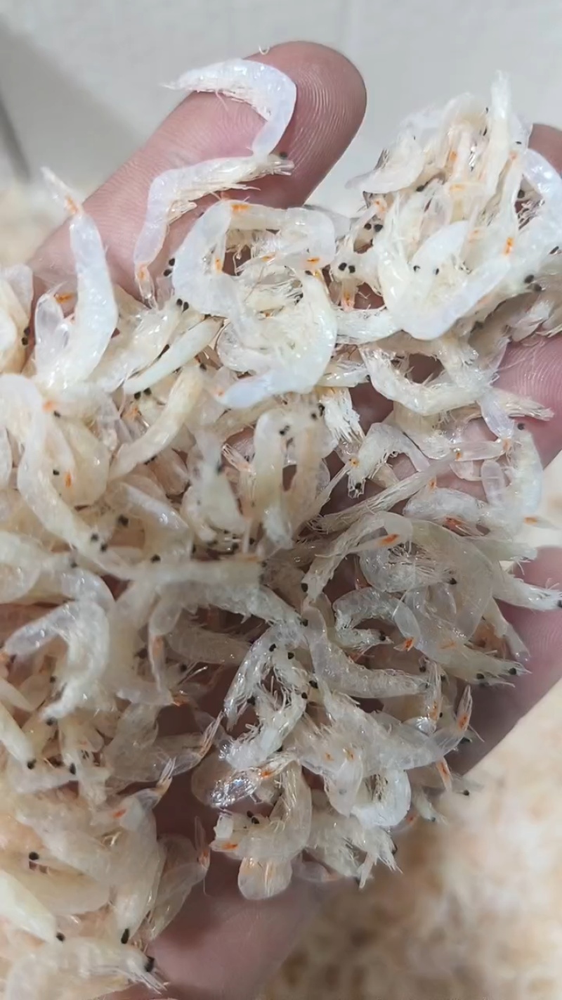 新鲜无盐好虾皮无盐淡干虾皮宝宝虾皮看货品尝装
