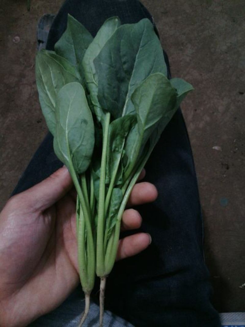 菠菜35~40厘米