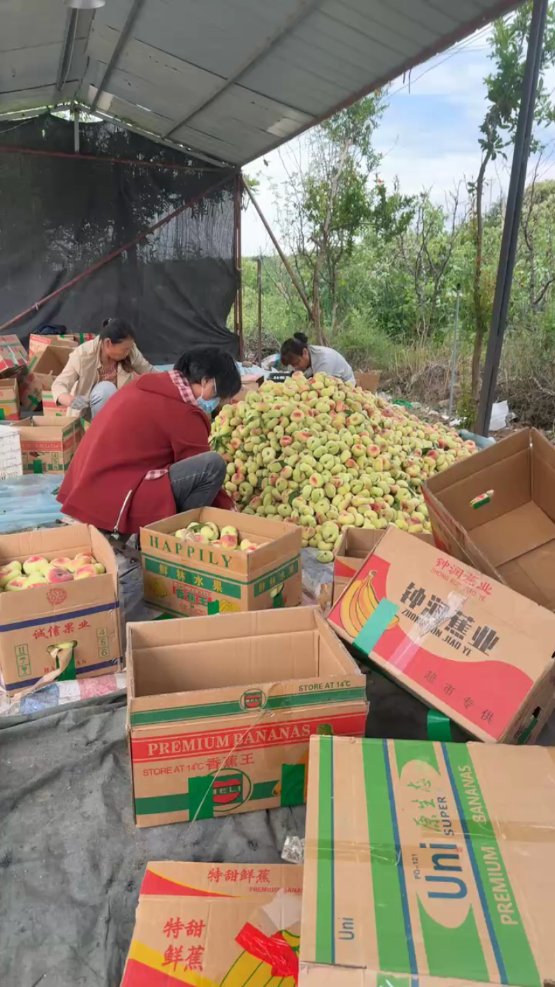 山东临沂露天超甜毛蟠桃大量上市了口感脆甜汁多爽口硬度好
