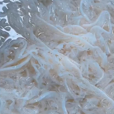 四川精品水煮白千层毛肚/可当火锅食材保质保量/一手货源