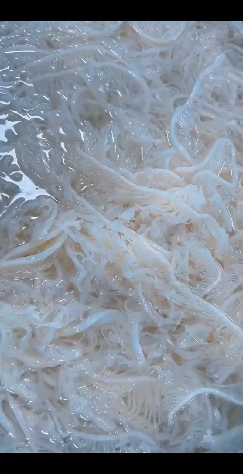 四川精品水煮白千层毛肚/可当火锅食材保质保量/一手货源