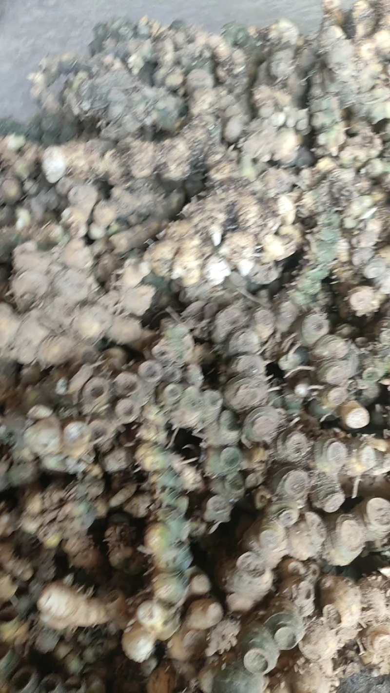 竹根七纯野生山货，长期供应欢迎老板们随时咨询