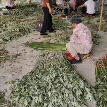 精品艾草安徽基地直供一手货源质量保证全国发货