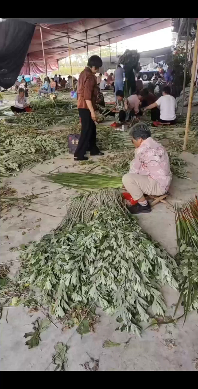 精品艾草安徽基地直供一手货源质量保证全国发货
