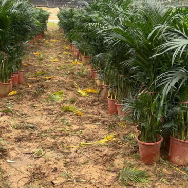 广东基地直销超大盆富贵椰子1.5-1.6自然高度电商货大