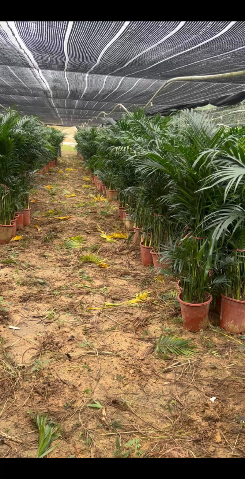 广东基地直销超大盆富贵椰子1.5-1.6自然高度电商货大