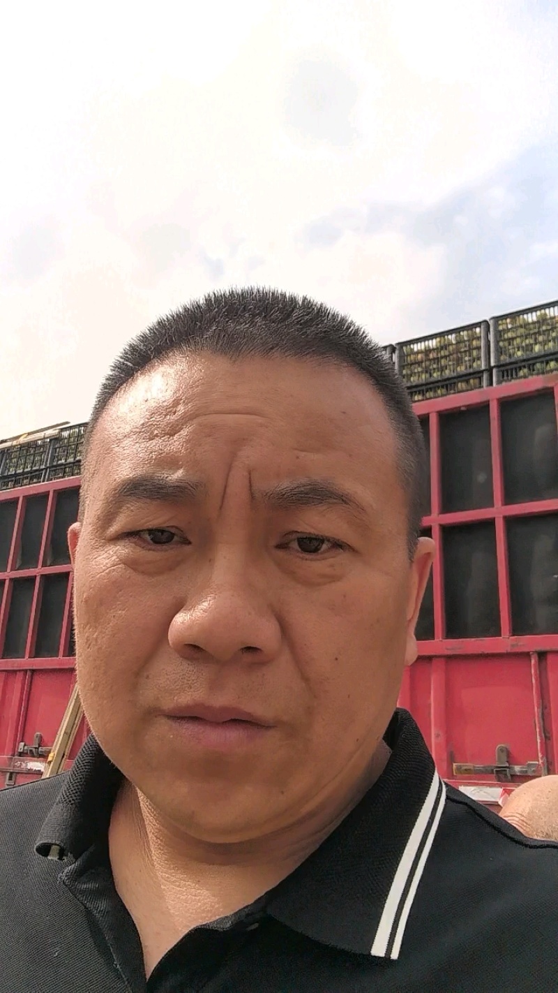 河北青提，河北维多利亚葡萄，口感特甜，大量现货上市中