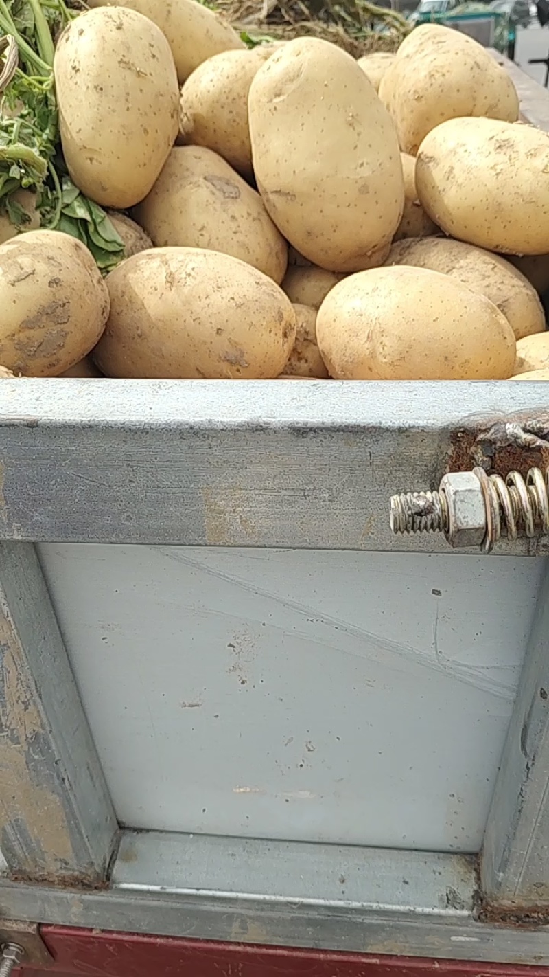 沃土5号土豆黄心土豆三量通天质量很好，有老板订购与我联系