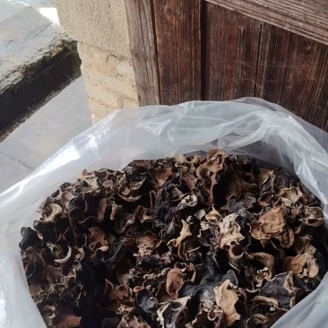 江西赣州特产原木毛木耳产地直发量大价优欢迎随时看货