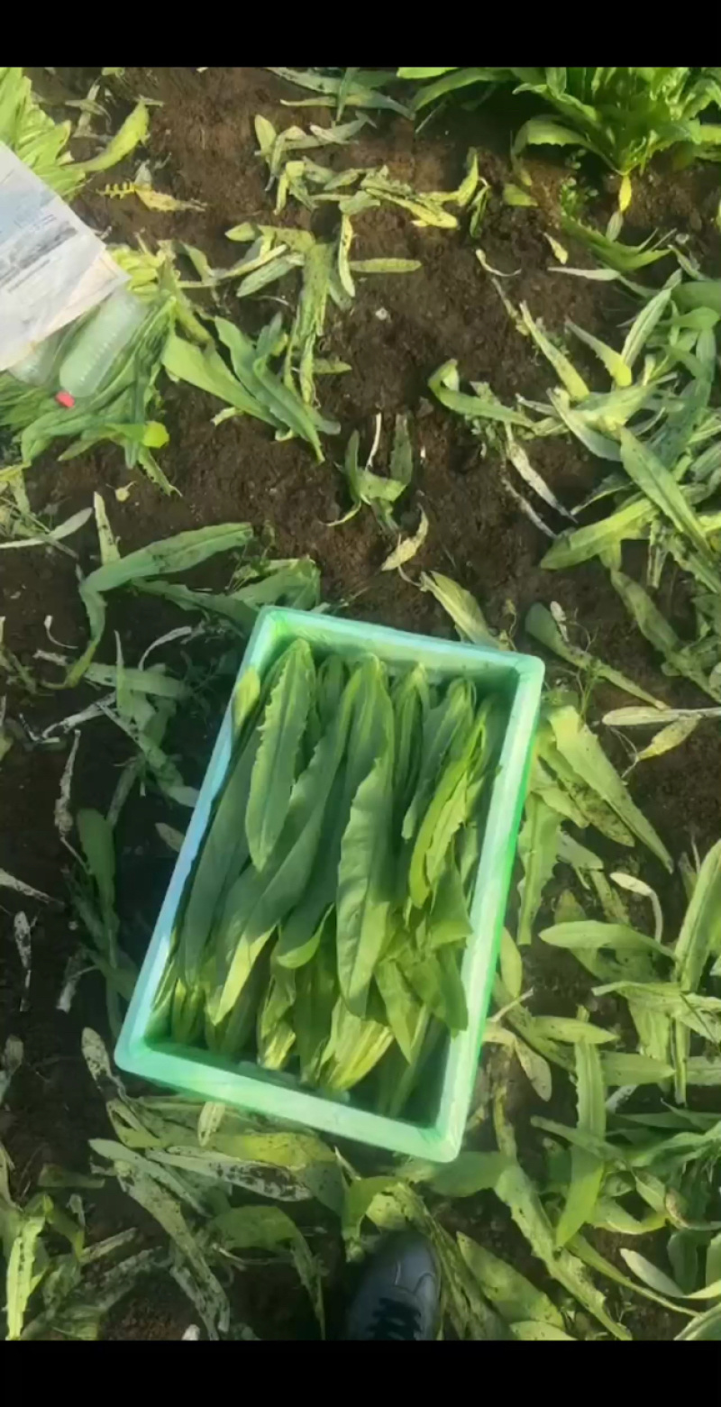 新鲜油麦菜，货源充足，量大从优，欢迎致电