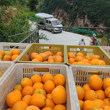 【精品夏橙】，一级果电商货大量供应口感酸甜，皮薄多汁，
