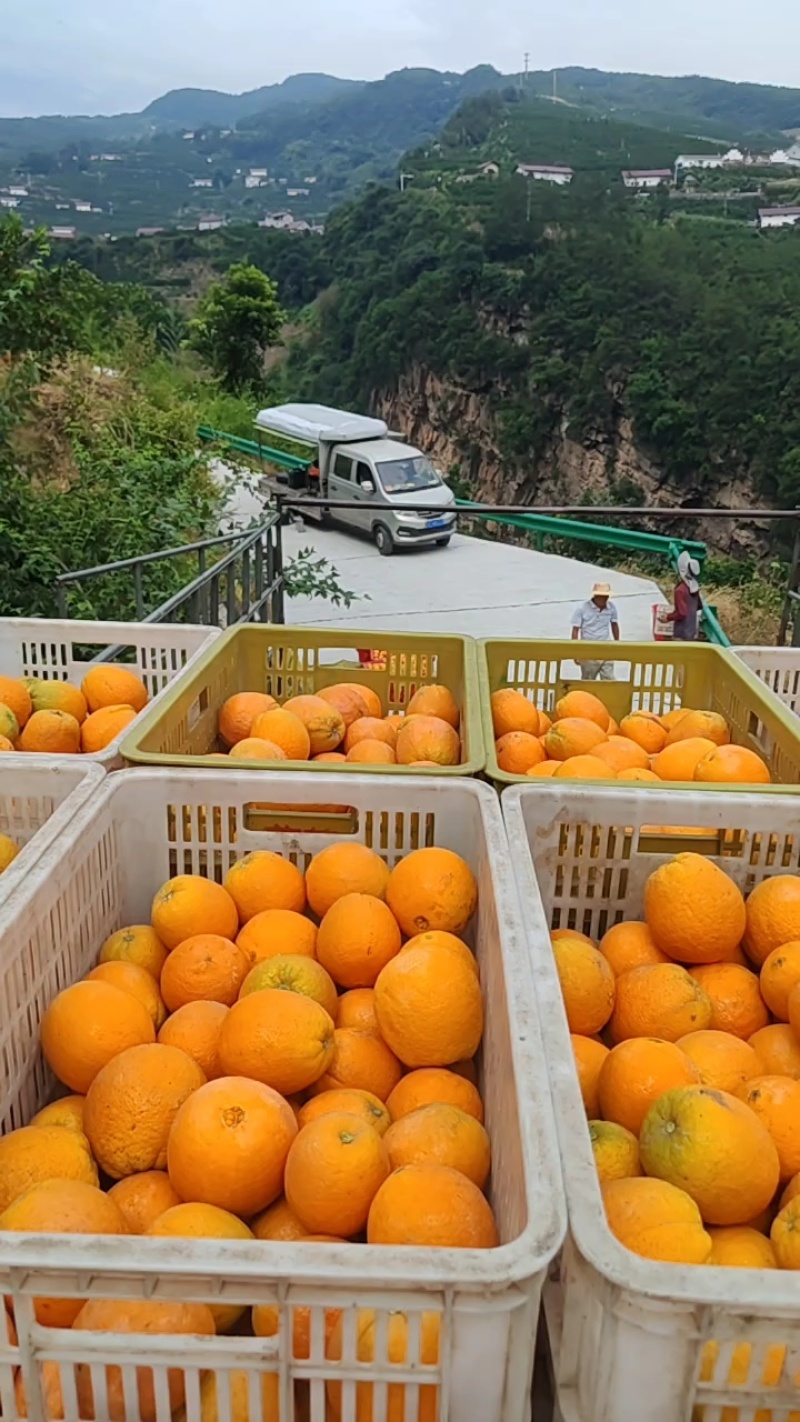 【精品夏橙】，一级果电商货大量供应口感酸甜，皮薄多汁，