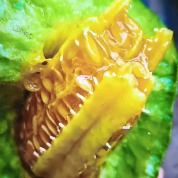 博洋九羊角蜜大量有货，供货时间长，对接各电商，批发商