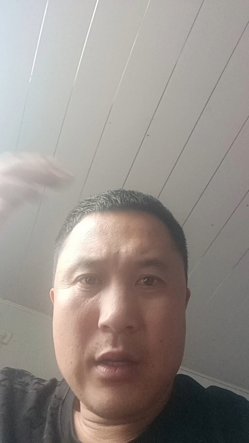 潍坊青州绿宝甜瓜，大量现货速发，欢迎老板选购