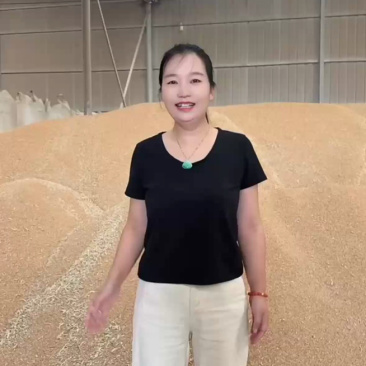 石磨面粉专用小麦，豫北小麦，直接打粉，无任何杂质