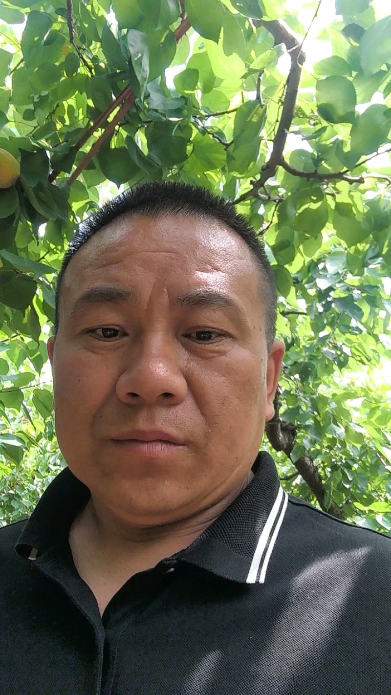 正宗秋月梨，大量现货降价了处理了，货源充足