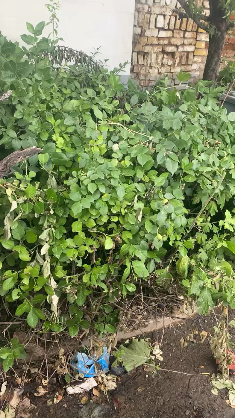 桑托斯马鞭草马鞭草苗马鞭草杯苗马鞭草种苗