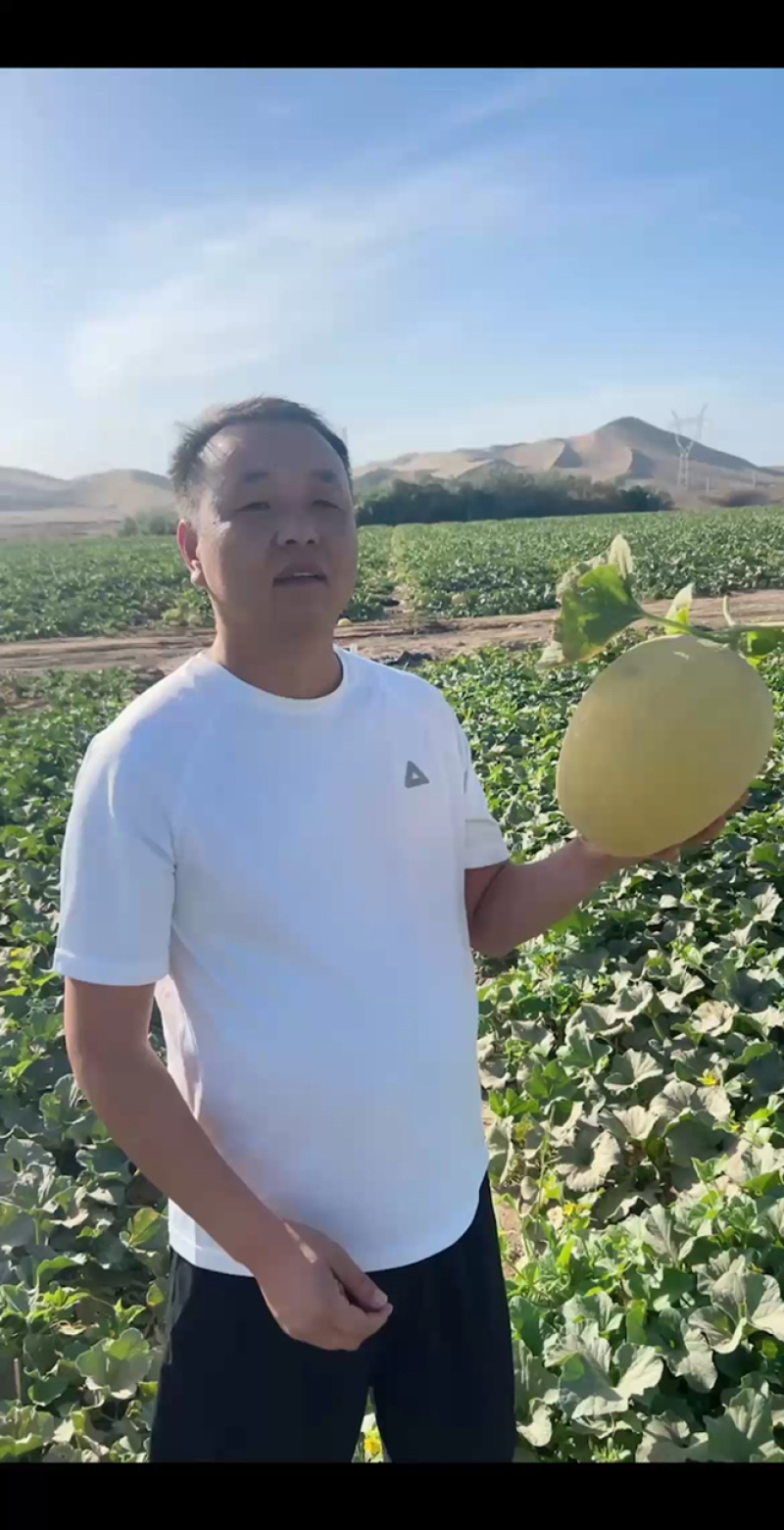 新疆吐鲁番精品哈密瓜金色年华/产地直发量大价优诚信经营