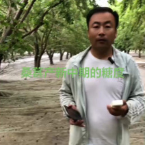 新鲜桑葚桑椹，产地直发，适合加工速冻提取做馅料