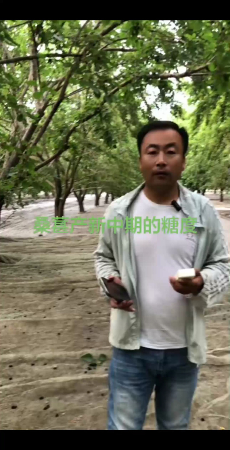 新鲜桑葚桑椹，产地直发，适合加工速冻提取做馅料