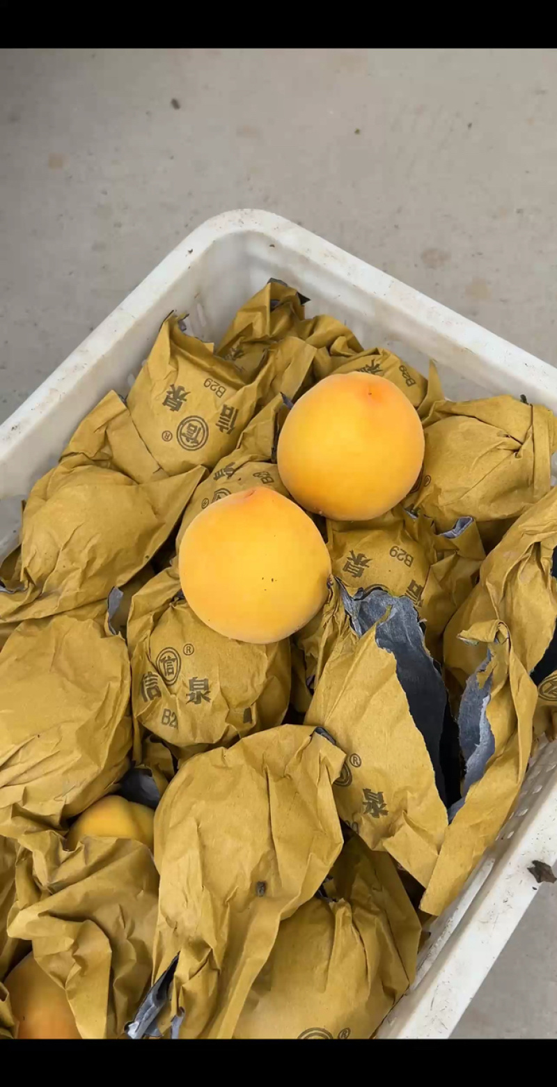 毛桃，蟠桃，黄桃，优品质量，保质保量全国发货