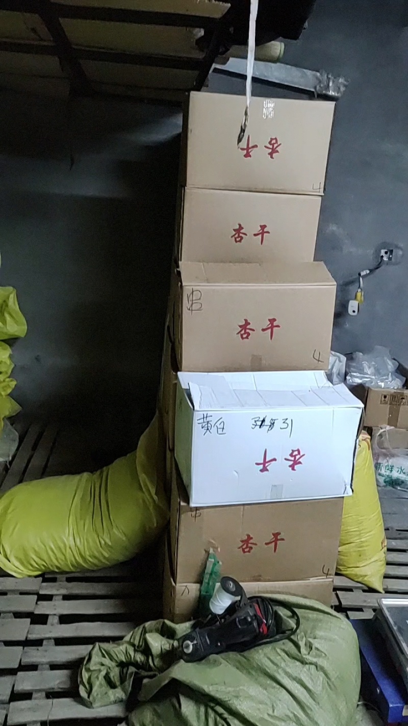 蔚县土特产一手货源优质串红大杏干3厘米左右