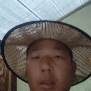 邯郸精品大叶波菜保质保量大量有货，欢迎订购