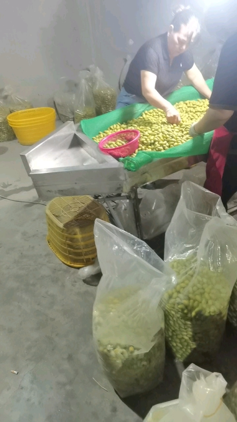 青橄榄，产地一手货源，量大优惠，可视频看货，欢迎合作