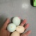 【土鸡蛋】湖北土鸡蛋/产区直发/大量现货