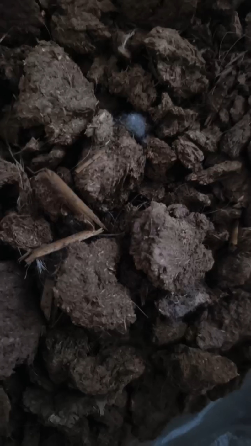 大型牛粪晾晒场，大量装车中。