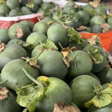 头茬精品绿宝石【热卖中，对接电商，市场，超市，社团，代发全国