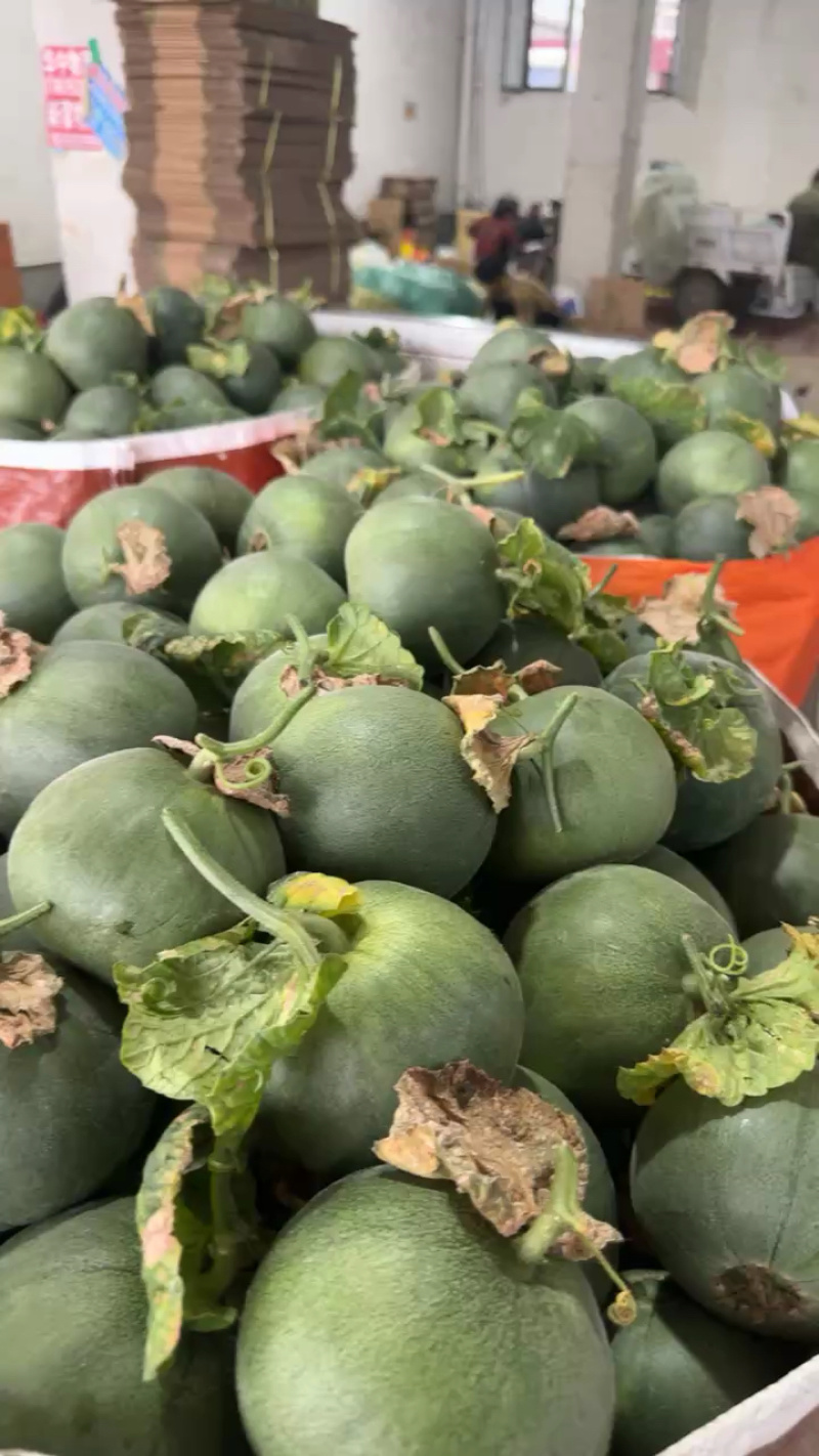 头茬精品绿宝石【热卖中，对接电商，市场，超市，社团，代发全国