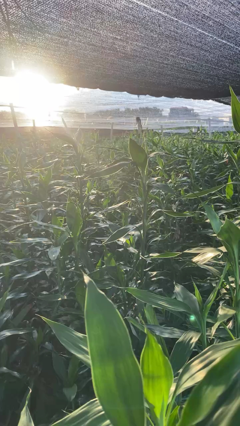 湛江麻章富贵竹，多规格可选，联系发货！