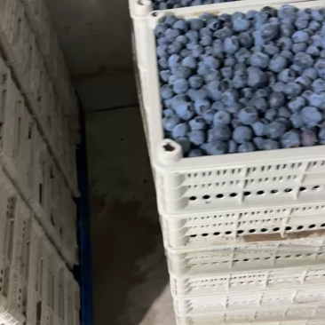 精品蓝莓大量出货品质保证价格优惠欢迎老板前来合作
