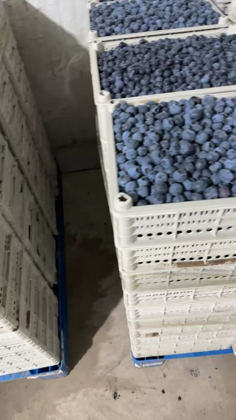 精品蓝莓大量出货品质保证价格优惠欢迎老板前来合作