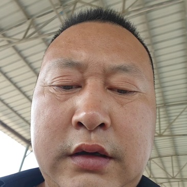《精品》八宝丹/五月脆/红宝石/味碲李子大量供应产地直发