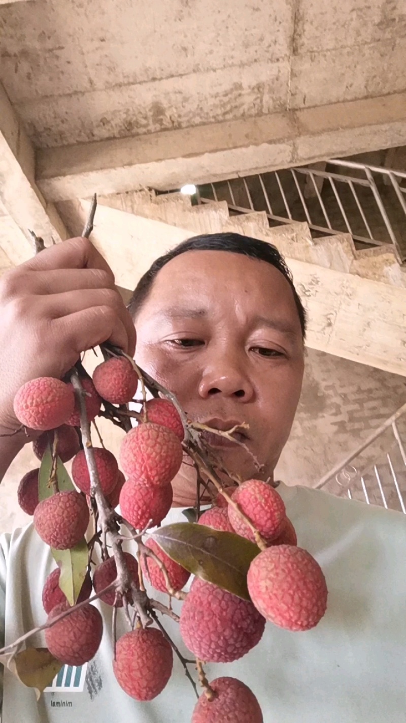 广东/广西妃子笑/白糖罂/果粒/串果/市场/支持一件代发