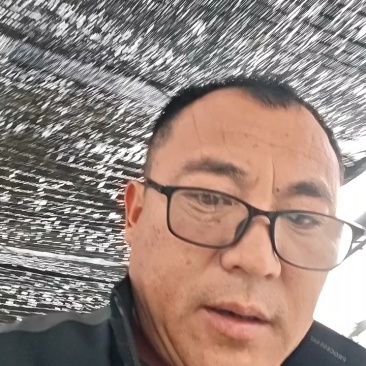 有机花菜苗菜花苗易成活现货现发山东种苗基地