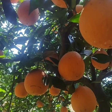 湖北秭归《精品《伦晚鲜橙,纯甜无酸,水分充足,保质保量,