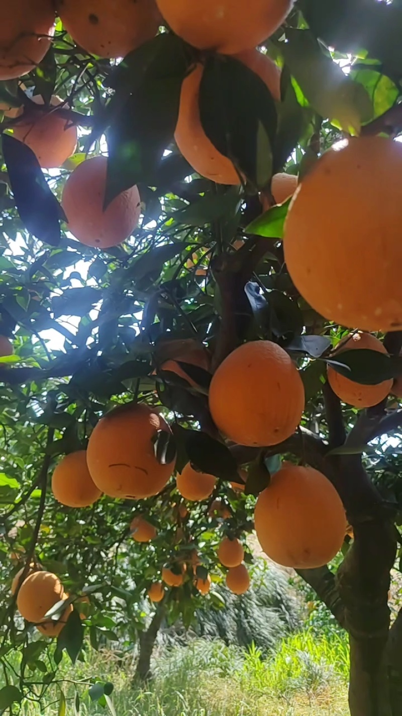 湖北秭归《精品《伦晚鲜橙，纯甜无酸，水分充足，保质保量，