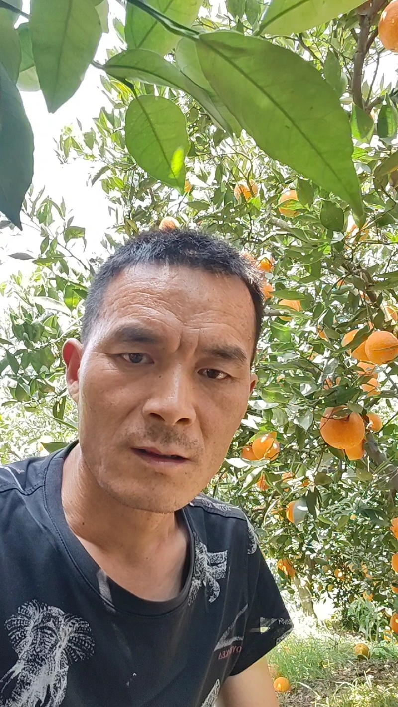 【精品夏橙】，一级果电商货大量供应口感酸甜，皮薄多汁，