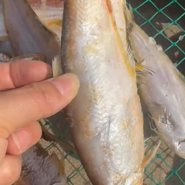 渤海湾咸马口鱼优质咸鱼鲜香可口蒸煎炸烤都好吃！