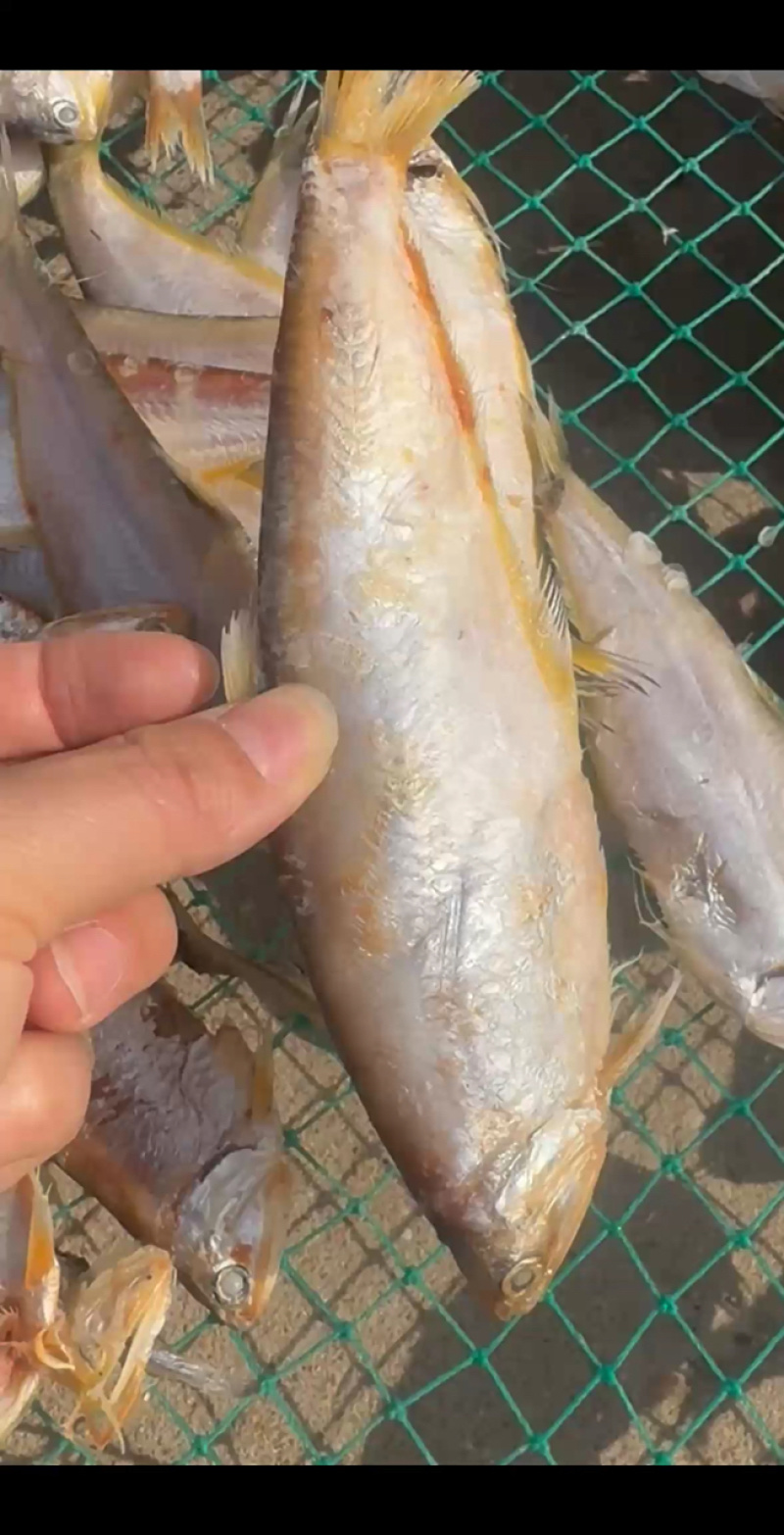 渤海湾咸马口鱼优质咸鱼鲜香可口蒸煎炸烤都好吃！